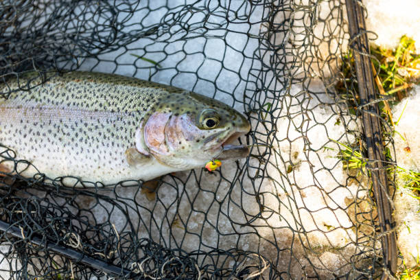 Brook trout caught on rotating spinner.