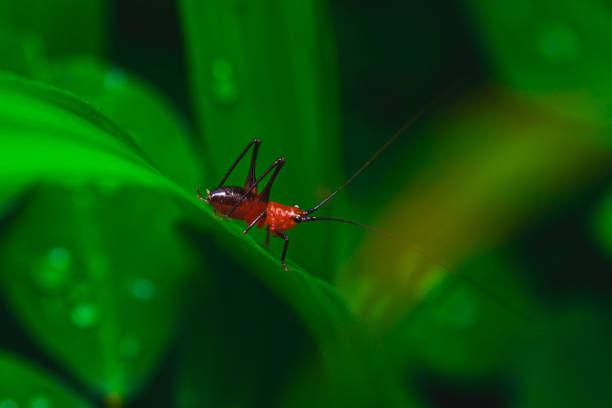 A red insect on a green leaf with water droplets, highlighting the contrast between the insect and its environment