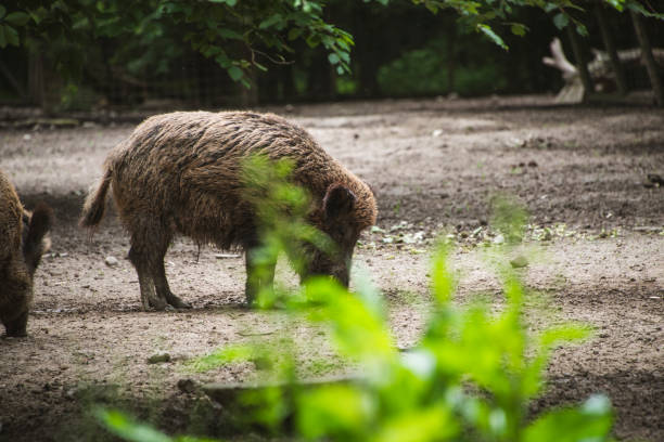 Group of wild boars
