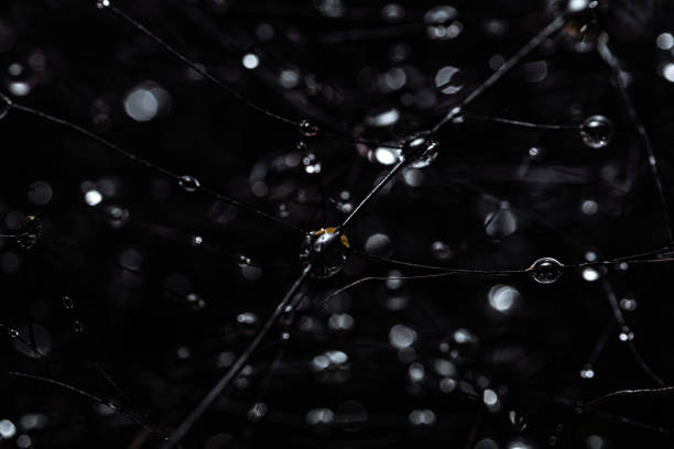Water droplets on delicate, dark strands, creating a close-up view. The background appears blurred, emphasizing the glistening and reflective nature of the droplets. Background and texture