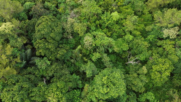 istock Aerial view, views of trees and forests 2154875243