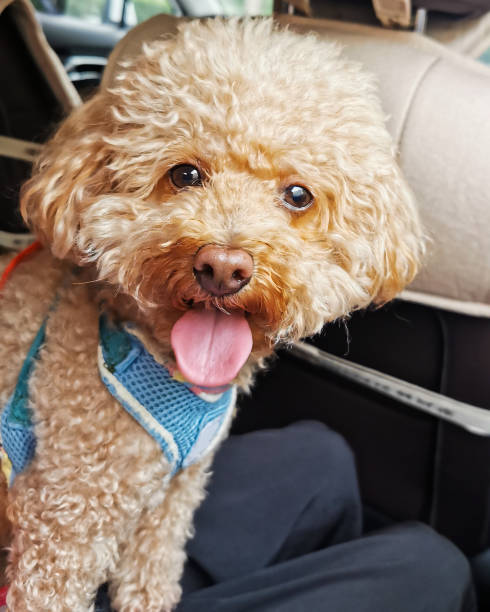 istock A little Teddy dog in the car 2154876501