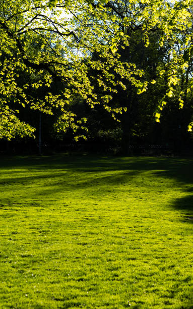 Green lawn, grass patch in a public park in Dublin on a bright, sunny day. There are tree branches with green leaves in framing the image and casting shadow onto the ground.