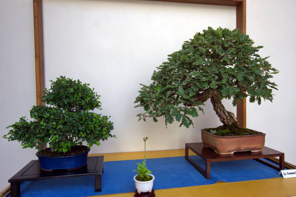 Stock photo showing close-up view of a yew plum pine (Podocarpus macrophyllus) bonsai that is being held in hands of an attractive, red haired woman. This miniature tree is being offered for sale at a plant nursery, garden centre.
