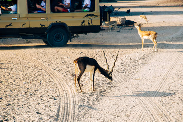 Sir Bani Yas, UAE - 5 January 2024: A serene gazelle grazes in the wildlife reserve, observed by tourists from a distance.