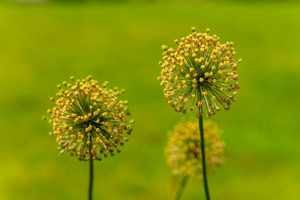 allium flowers with green stems are in a field in selective focus