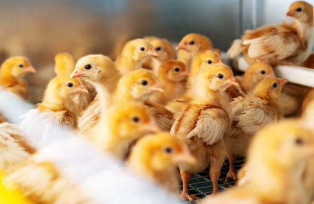 Isa brown day-old layer chicks in the cage rearing system.