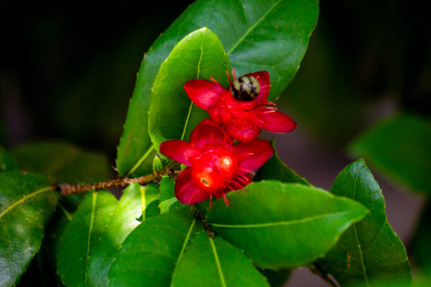 istock Ochna serrulata (small-leaved plane, carnival ochna, bird's eye bush, Mickey mouse plant, Mickey Mouse bush). Ochna serrulata is a small shrub growing between 1 and 2 m (3.3 and 6.6 ft) high 2154881932