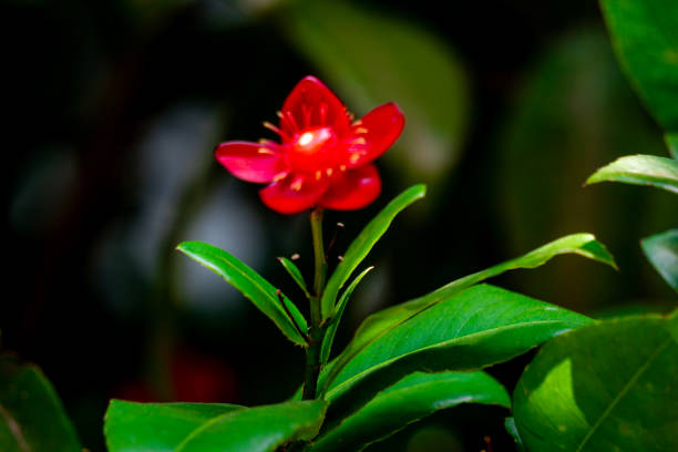 Ochna serrulata (small-leaved plane, carnival ochna, bird's eye bush, Mickey mouse plant, Mickey Mouse bush). Ochna serrulata is a small shrub growing between 1 and 2 m (3.3 and 6.6 ft) high