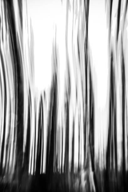 istock Abstract tree trunks in blurred motion in black and white 2154882066