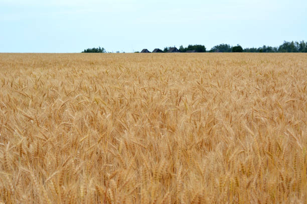 istock a wheat field with a house and trees in the background 2154882636