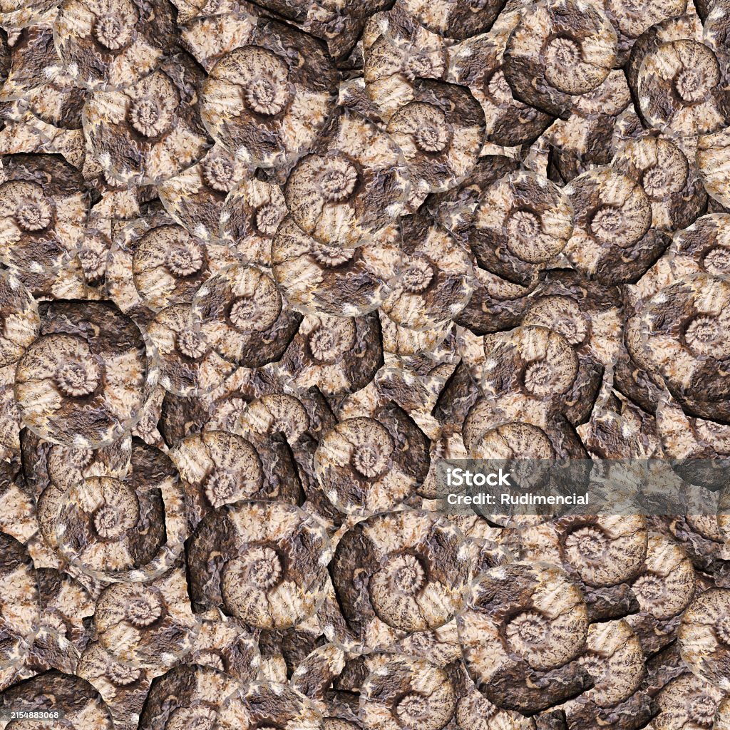 Molusc Pattern Prehistoric Mollusk Motif Random Pattern Stock Illustration - Download ...