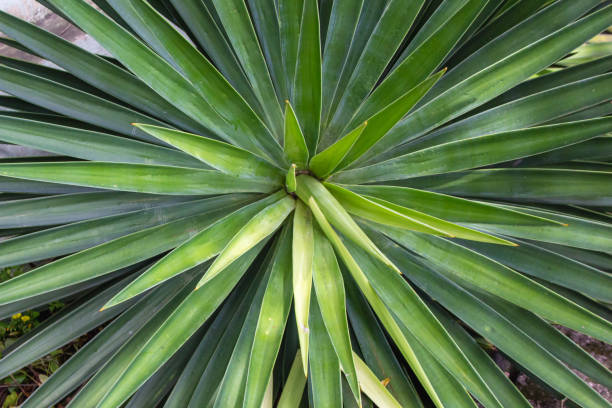 istock natural green agave leaves plant 2154884514