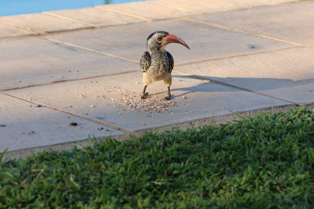 Known for it's character, Zazu, in The Lion King movie, the red-billed hornbill is a common and well-loved bird native to woodland and savannah of east and northern South Africa. It's piercing, yellow eyes with beautiful lashes give it an intensity that is riveting. They are known to become quite tame around humans.
