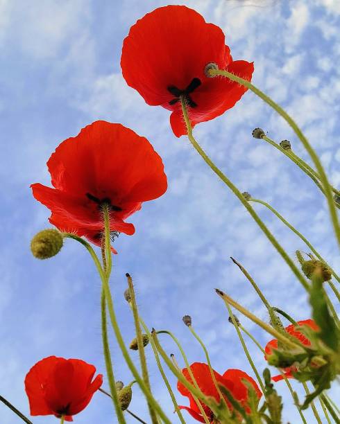 Poppy flower patch seen from underneath