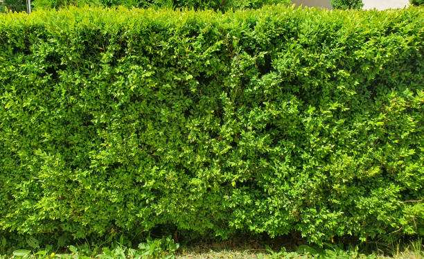 istock Hedge, green bush fence 2154885799