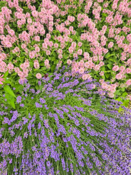 Patch of Pink and Purple Lavender