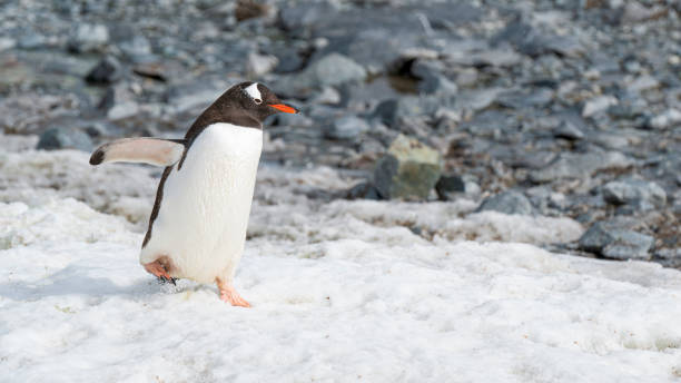 istock Gentoo penguins walking on snow. Neko Harbor, Antarctic Peninsula. 2154886718