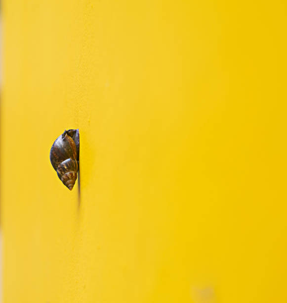 A solitary snail shell rests on a sunlit gray-white wall, its spiral texture casting delicate shadows, blending nature's artistry with urban simplicity.