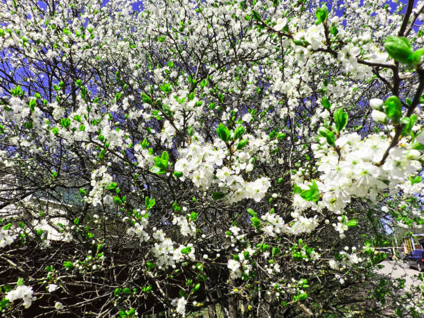 first spring flowers bloom under the rays of the first spring sun. High quality photo