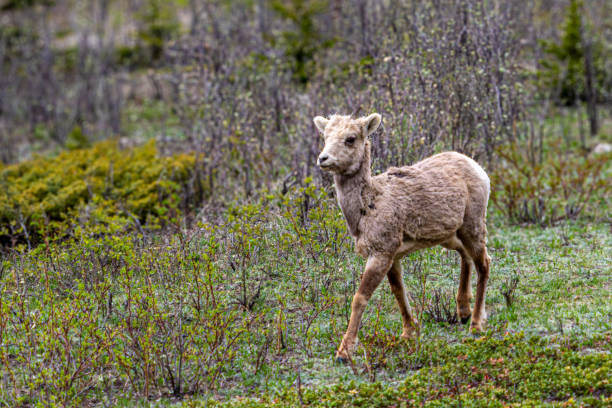 istock Sheep wildlife in Jasper national park 2154888496