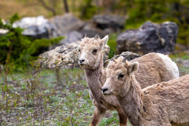 Bighorn sheep ram, ovis canadensis, in rutting season near Rocky Mountain National Park, Colorado, USA