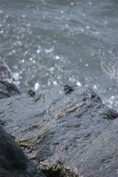 Although the crabs make their homes in the sand, they spend their days in the roses sunbathing and feeding.