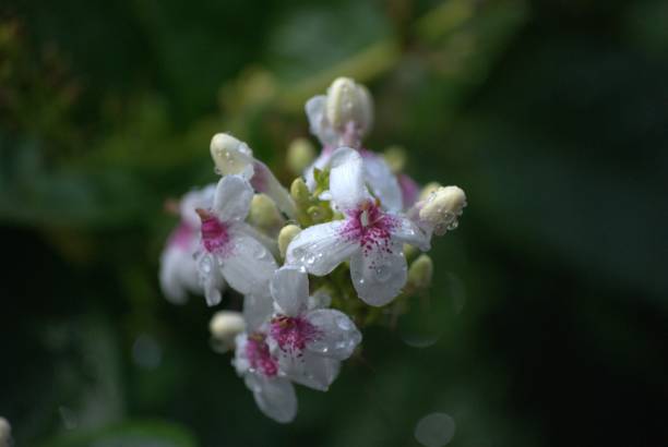 Wild flowers of Vargas, Venezuela.