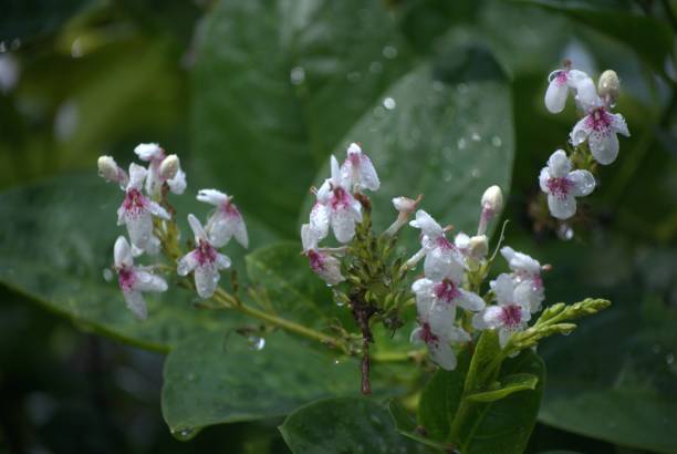istock Wild flowers of Vargas, Venezuela. 2154889134