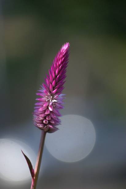 Large quantity and variety of flowers, large and small, that are a source of food for birds and insects.