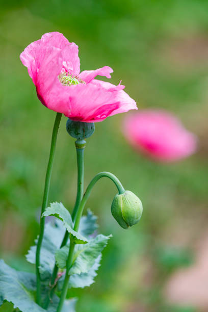 Double poppies  close-up
