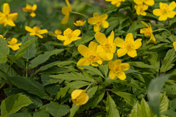istock Yellow spring flowers blooming in the forest on a sunny day 2154890074