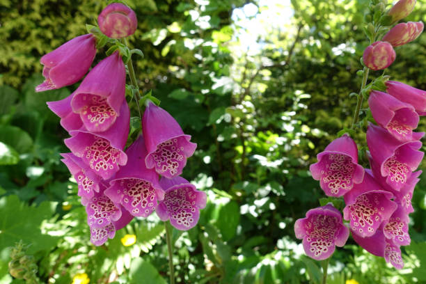 istock Foxglove in flower  Home garden 2154890532