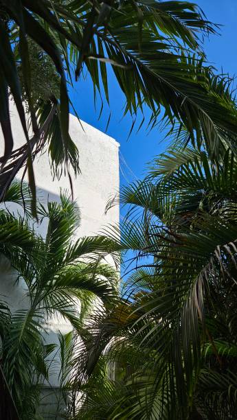 istock Palm Trees in front of a Building 2154890731