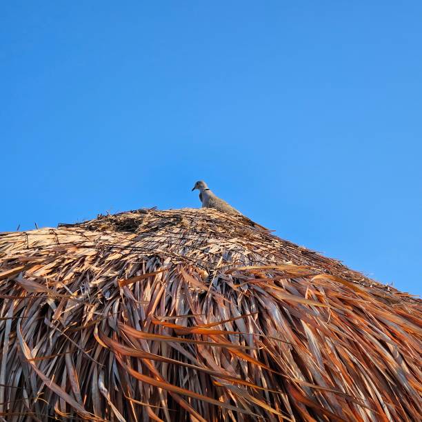 istock Bird on top of a Hut 2154890781