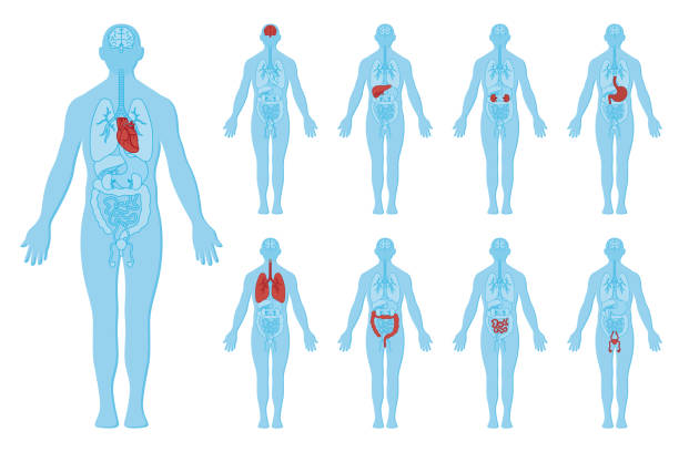 anatomie lidského těla a vnitřní orgány - lidské tělo stock ilustrace