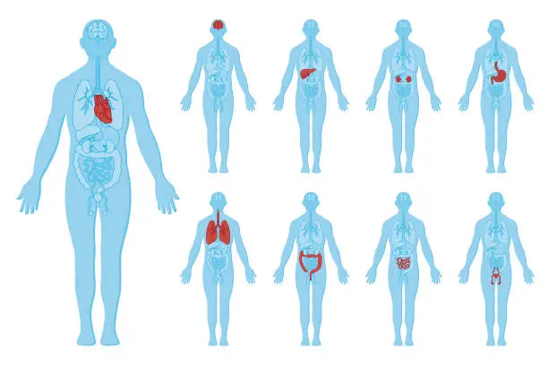 인체 해부학 및 내부 장기 인체 해부학 및 내부 장기