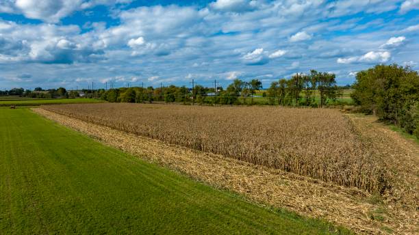 istock Cornfield and Green Pastures under Blue Sky with Clouds 2154893834