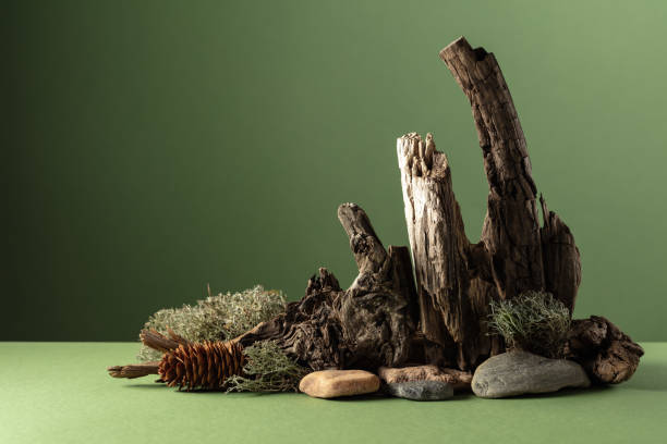istock Abstract nature scene with a composition of moss, stones, and dry snags. 2154894703
