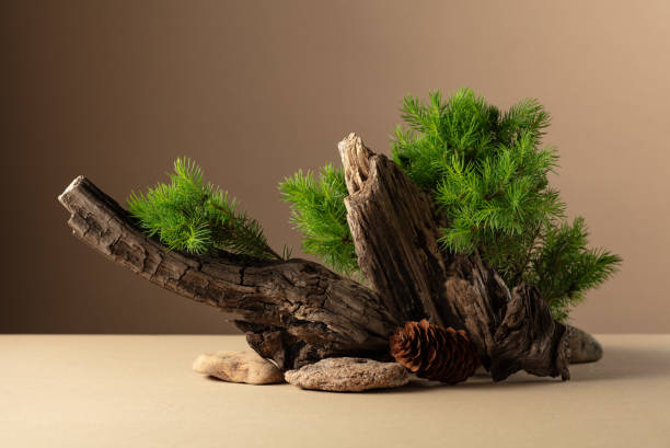 istock Abstract nature scene with a composition of spruce branches, stones, and dry snags. 2154894729