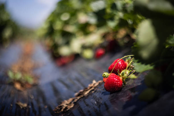 Agricultural activity in Italy and organic farming: strawberries picking up and harvesting