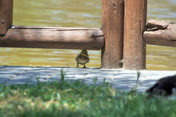 istock Add baby resting under wooden railing. 2154894802