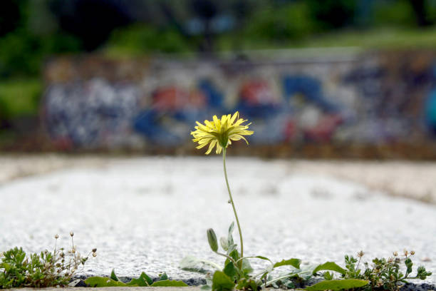 Close-up photo of yellow dandelion flowers blooming between brick walls in spring