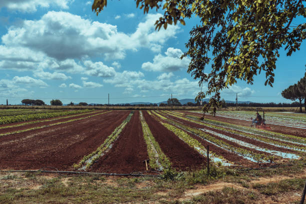 Agricultural activity in Italy and organic farming