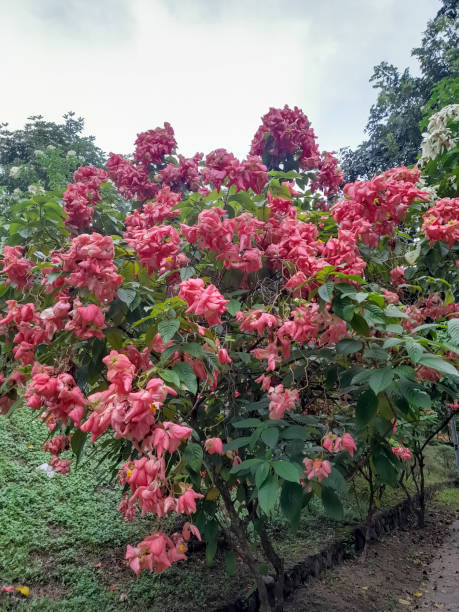 istock Mussaenda erythrophylla 2154895325