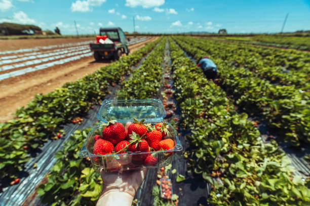 Strawberries on farm