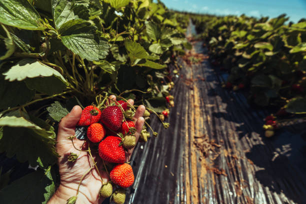 Agricultural activity in Italy and organic farming: strawberries picking up and harvesting