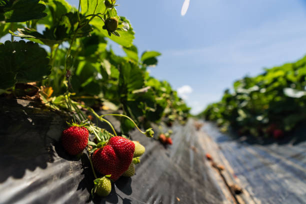 Agricultural activity in Italy and organic farming: strawberries picking up and harvesting