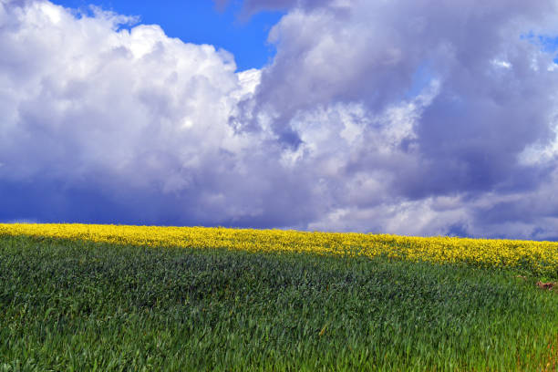 Field of turnips (Brassica rapa) with a stormy sky