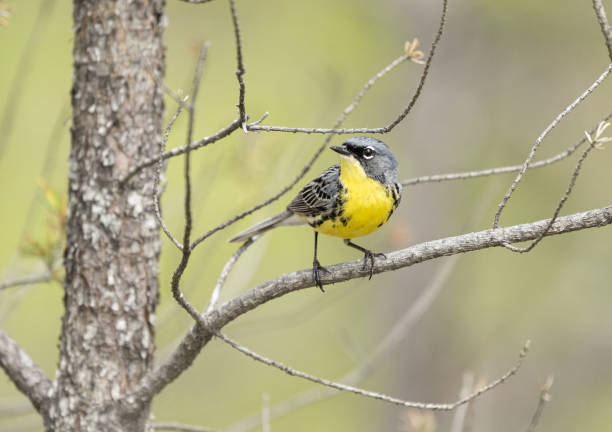 istock Kirtland's Warbler looking around its territory in early spring. 2154897856